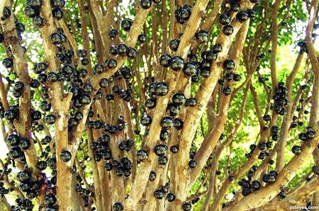 Cộng[-]đồng[-]“phát[-]sốt”[-]vì[-][-]loại[-]cây[-]đẹp[-]kỳ[-]lạ[-]nho[-]thân[-]gỗ[-]